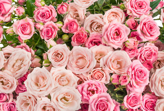 Multiplele beneficii ale apei de trandafir