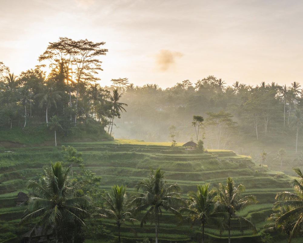 Terase de orez și junglă în Ubud, Bali