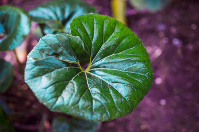 Seruri coreene starter (centella, snail mucin)